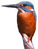 commonkingfishersmall